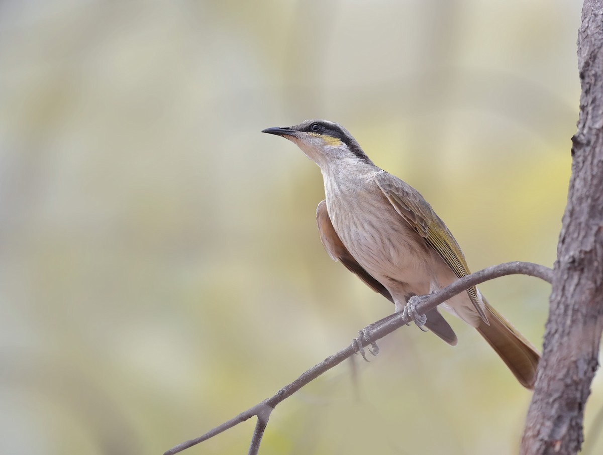 Singing Honeyeater - sheau torng lim