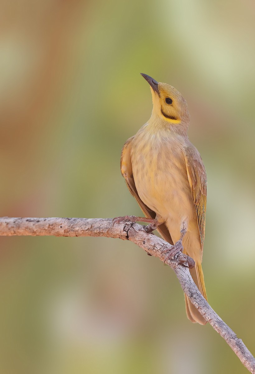 Yellow-tinted Honeyeater - ML610280810