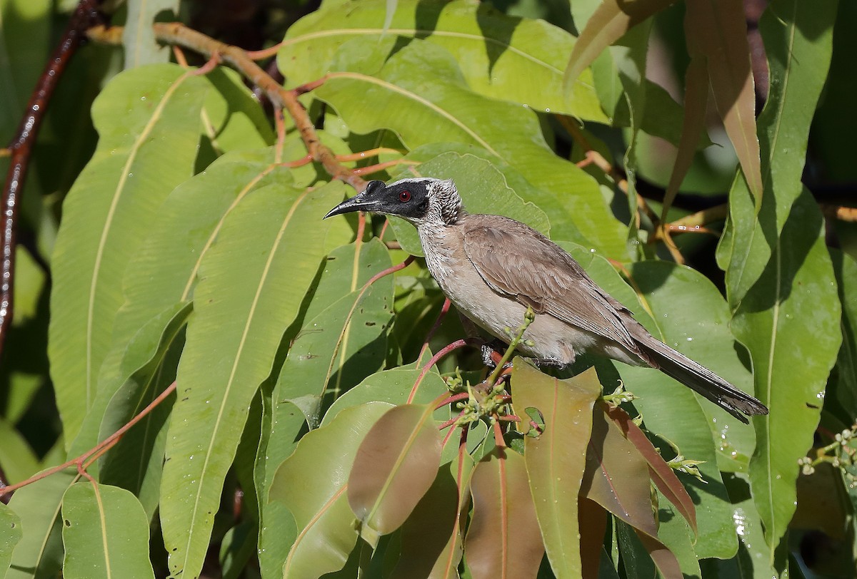 Silver-crowned Friarbird - ML610280815