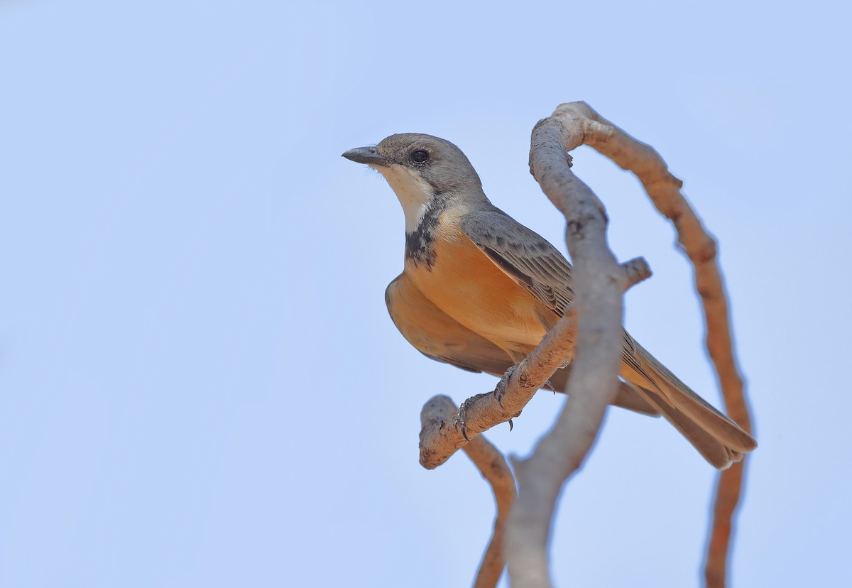 Rufous Whistler - ML610280835