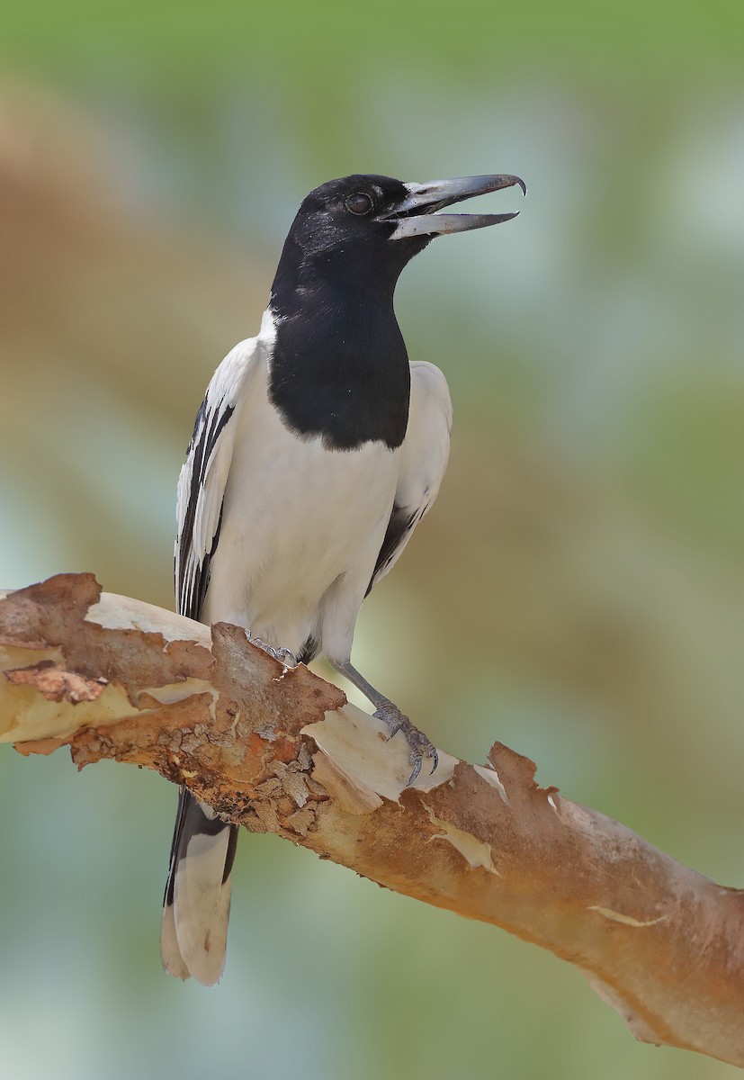 Pied Butcherbird - ML610280840