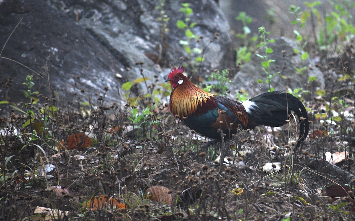 Red Junglefowl - ML610280849