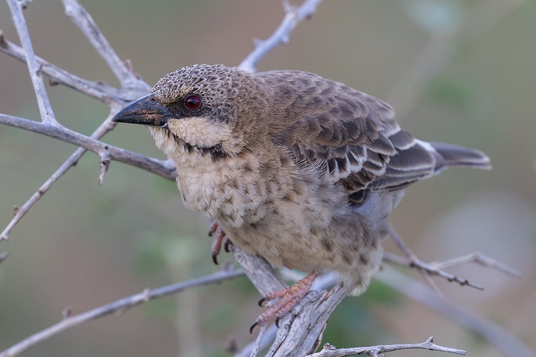 Donaldson Smith's Sparrow-Weaver - ML610280911