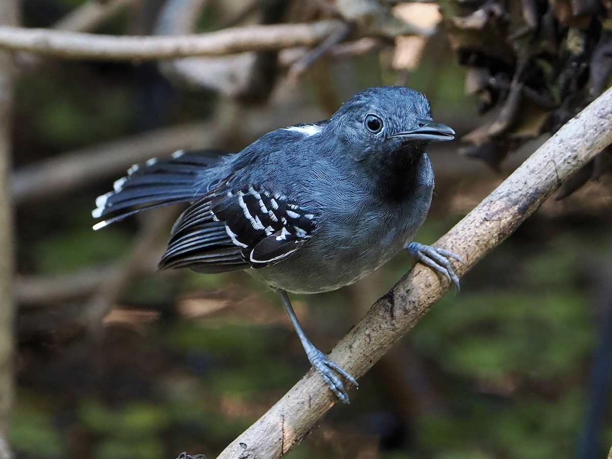 Band-tailed Antbird - ML610280939