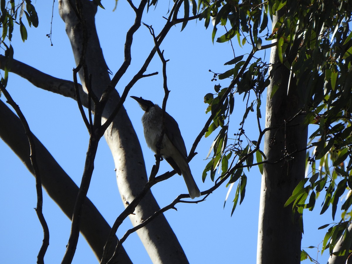 Noisy Friarbird - ML610280969