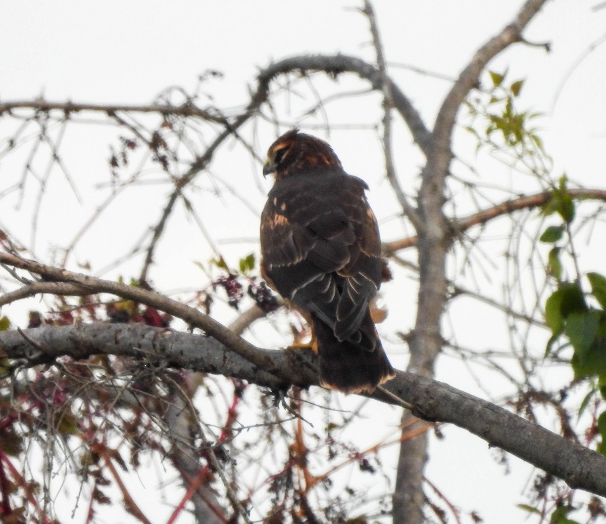 Northern Harrier - ML610280973