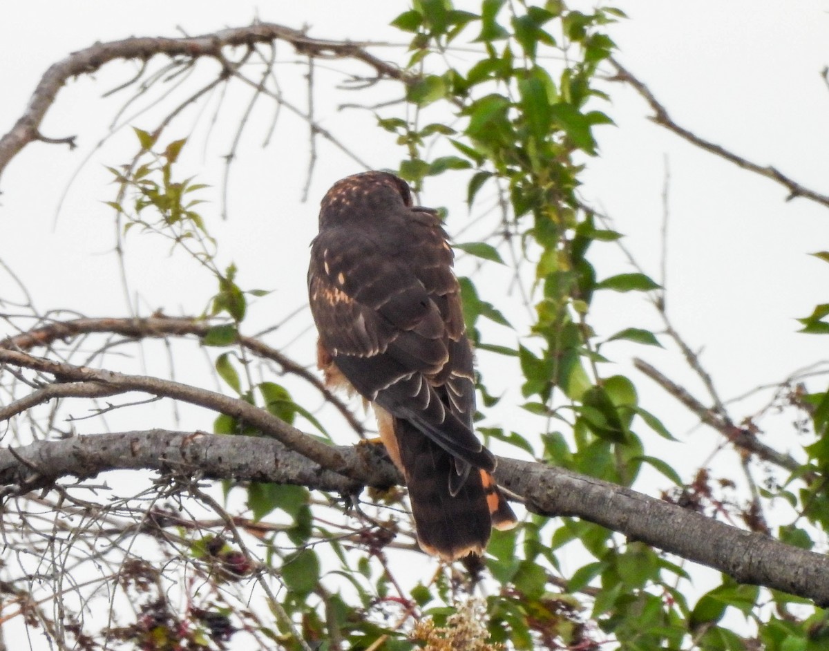 Northern Harrier - Susan Brauning