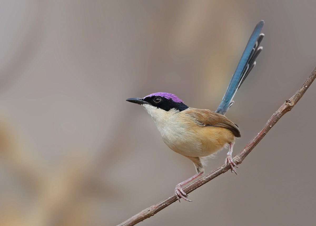 Purple-crowned Fairywren - ML610281005