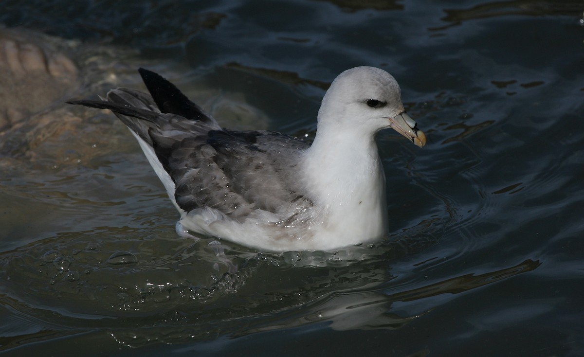 Fulmar Boreal - ML610281007