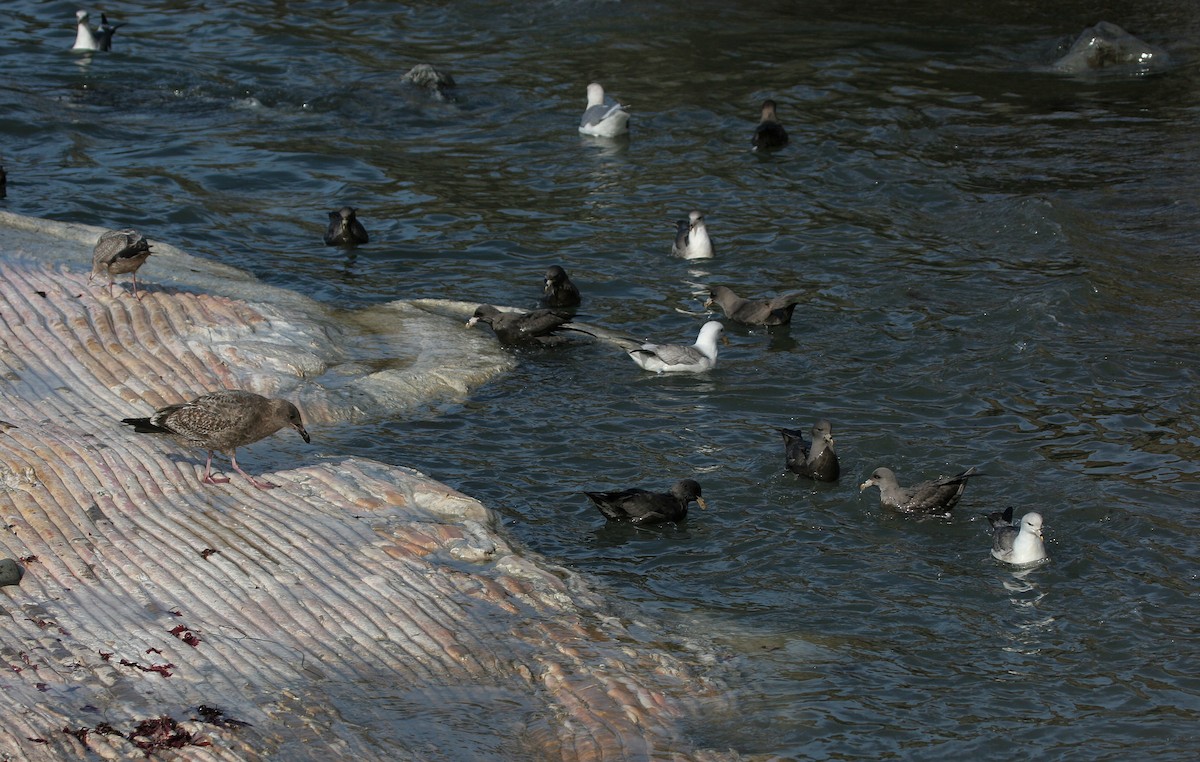 Northern Fulmar - Lyann Comrack