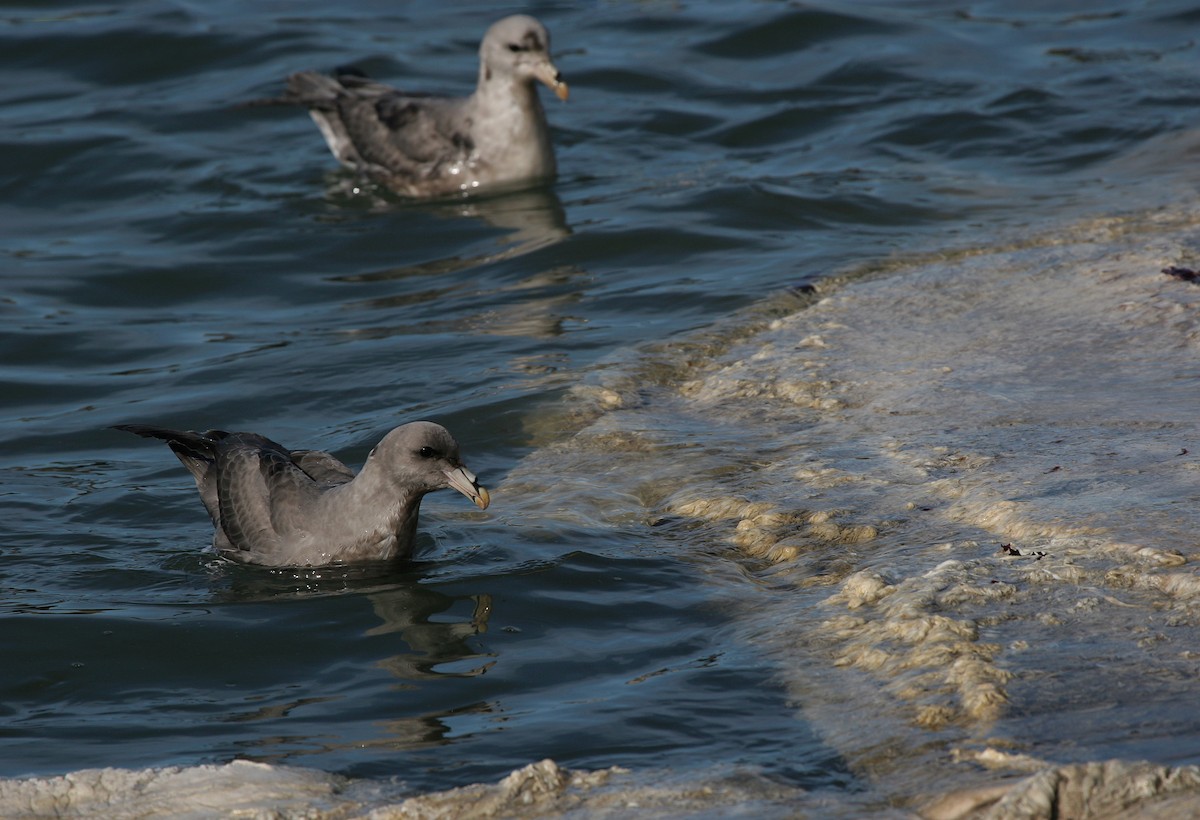 Fulmar Boreal - ML610281014