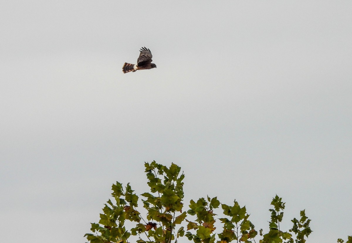 Northern Harrier - ML610281023