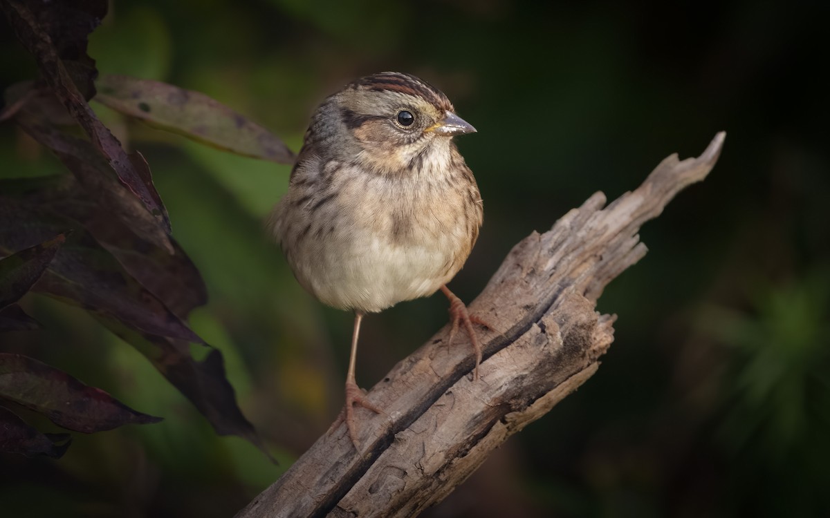 Swamp Sparrow - ML610281078