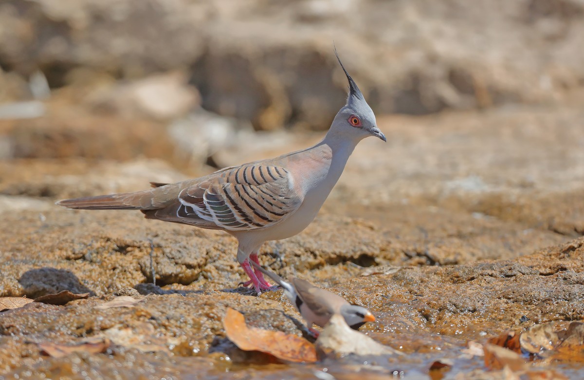Crested Pigeon - ML610281105