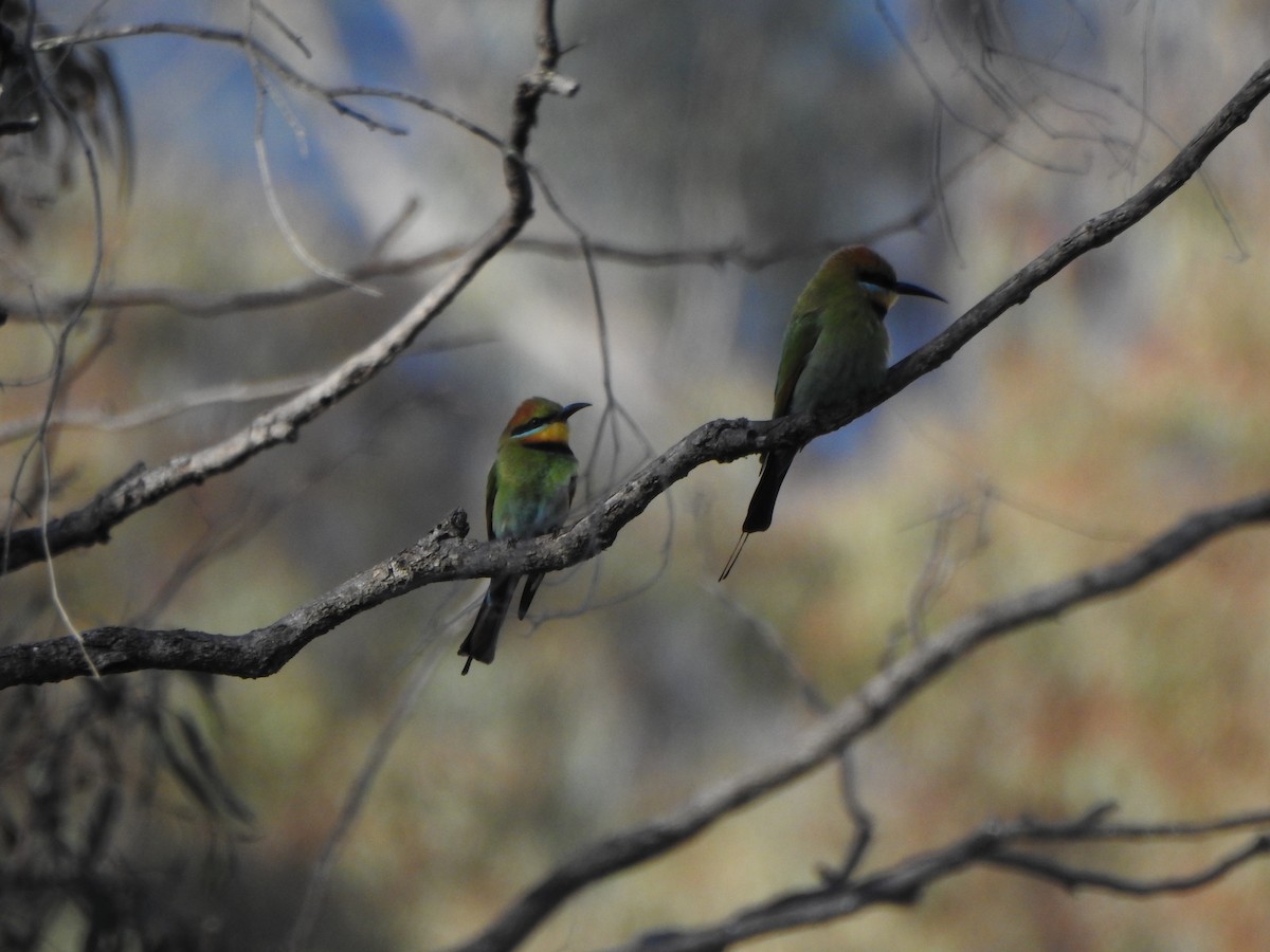 Rainbow Bee-eater - ML610281152