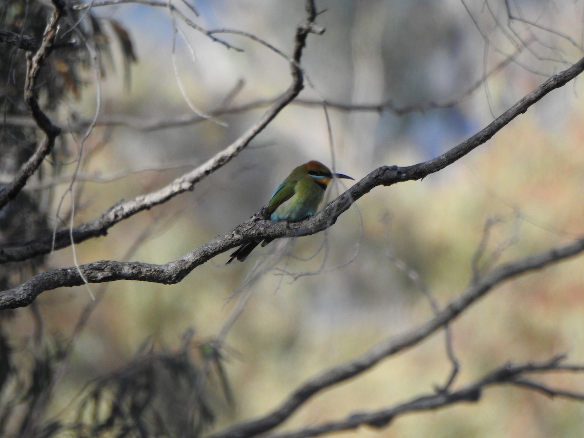 Rainbow Bee-eater - ML610281153