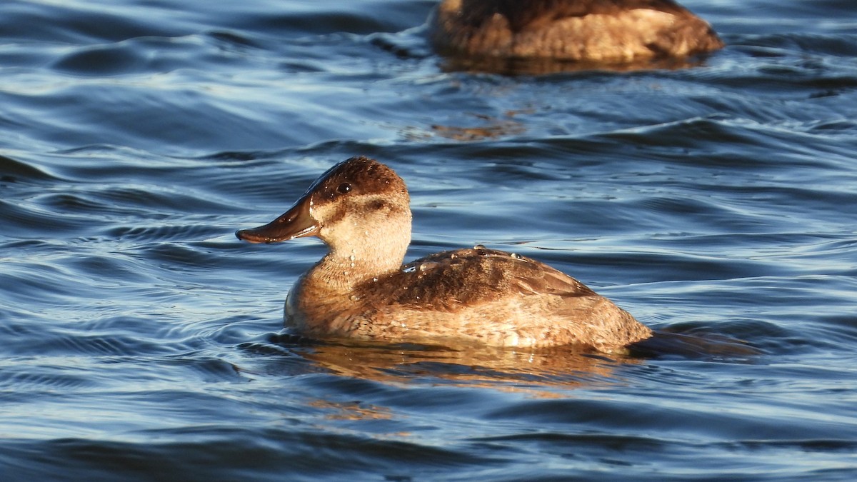 Ruddy Duck - ML610281173