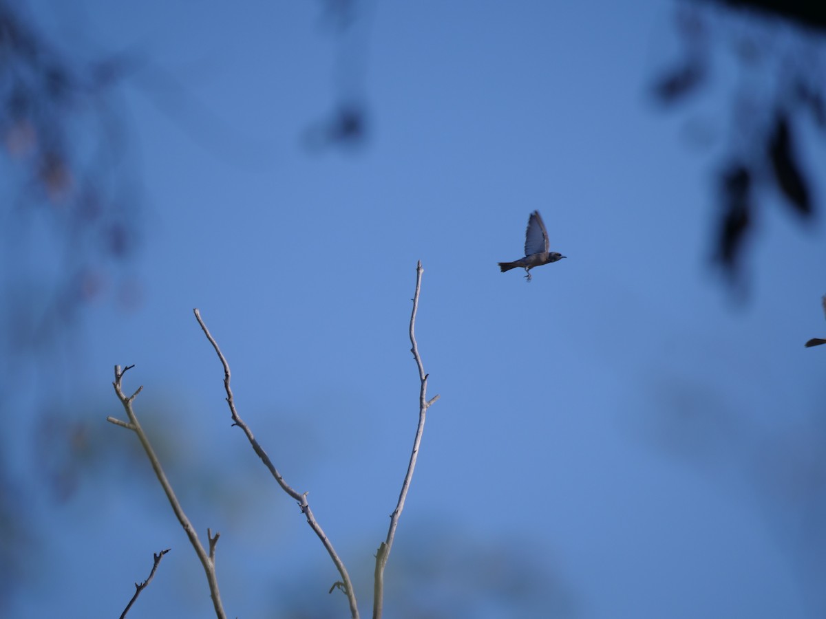 Masked Woodswallow - ML610281182