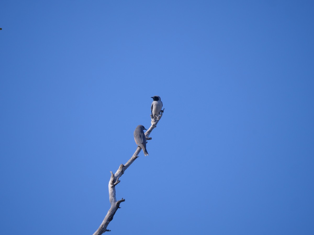 Masked Woodswallow - ML610281183
