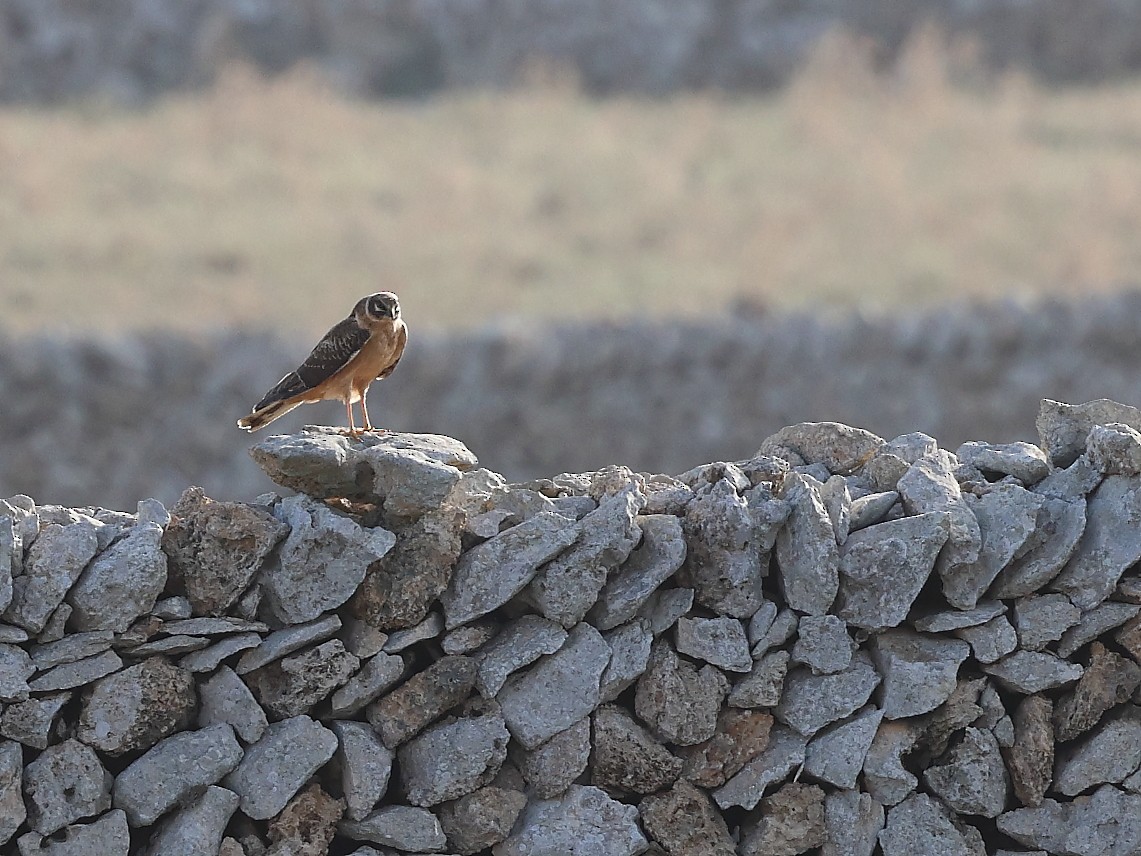 Pallid Harrier - ML610281231