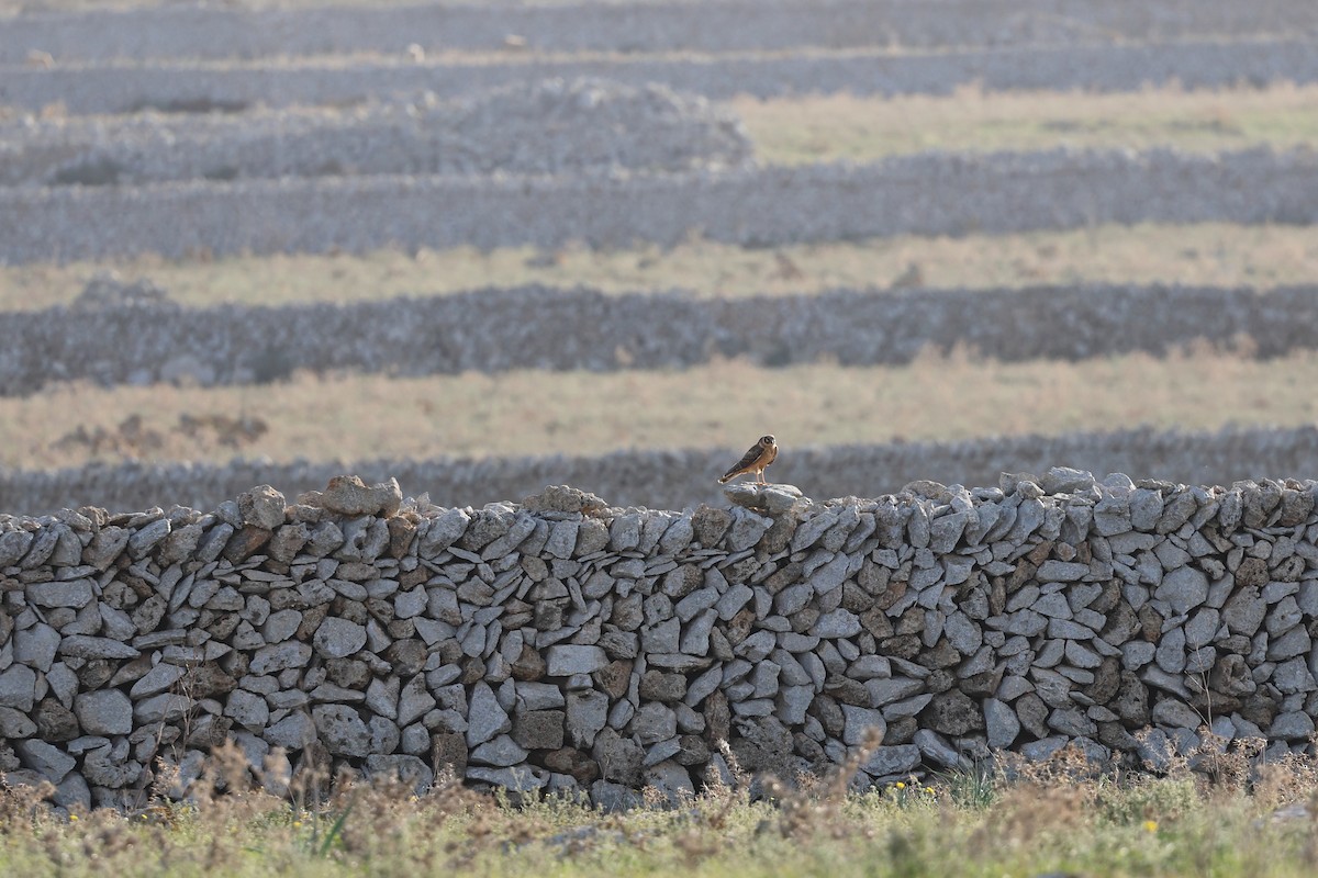 Pallid Harrier - ML610281232