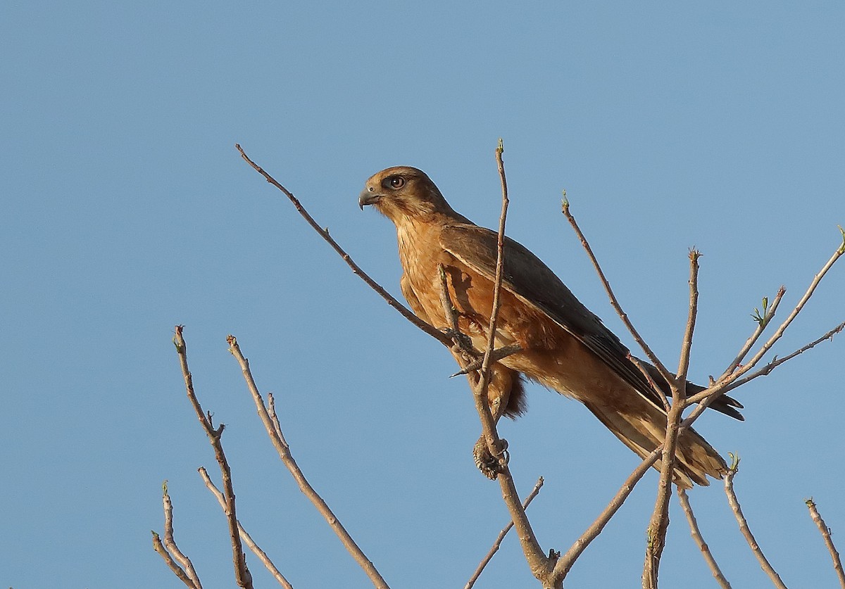 Brown Falcon - ML610281241