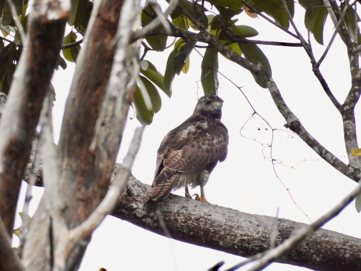 Red-tailed Hawk - ML610281311