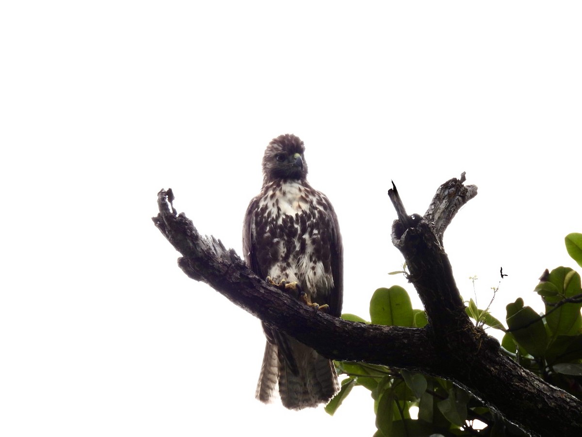 Red-tailed Hawk - Eunice Benko @bahianaii