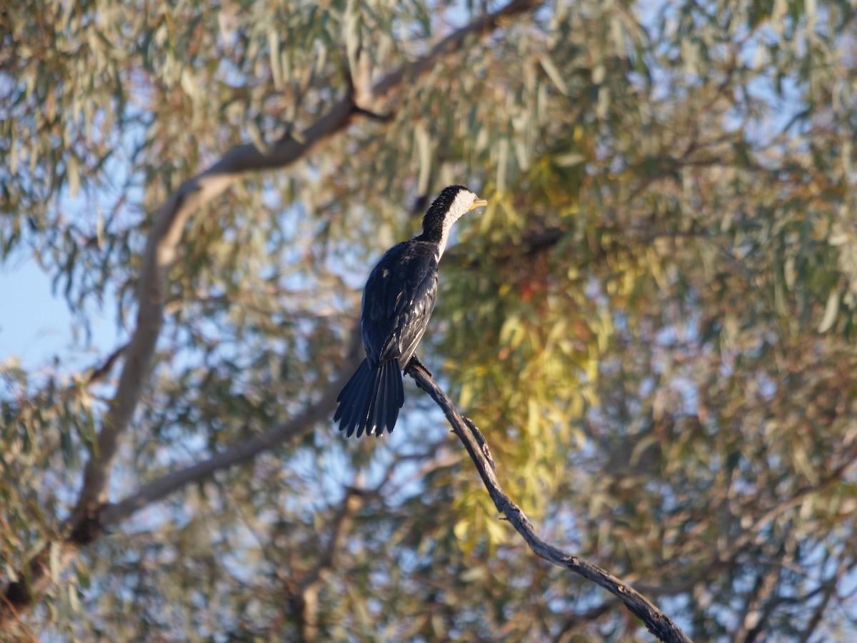 Little Pied Cormorant - ML610281416