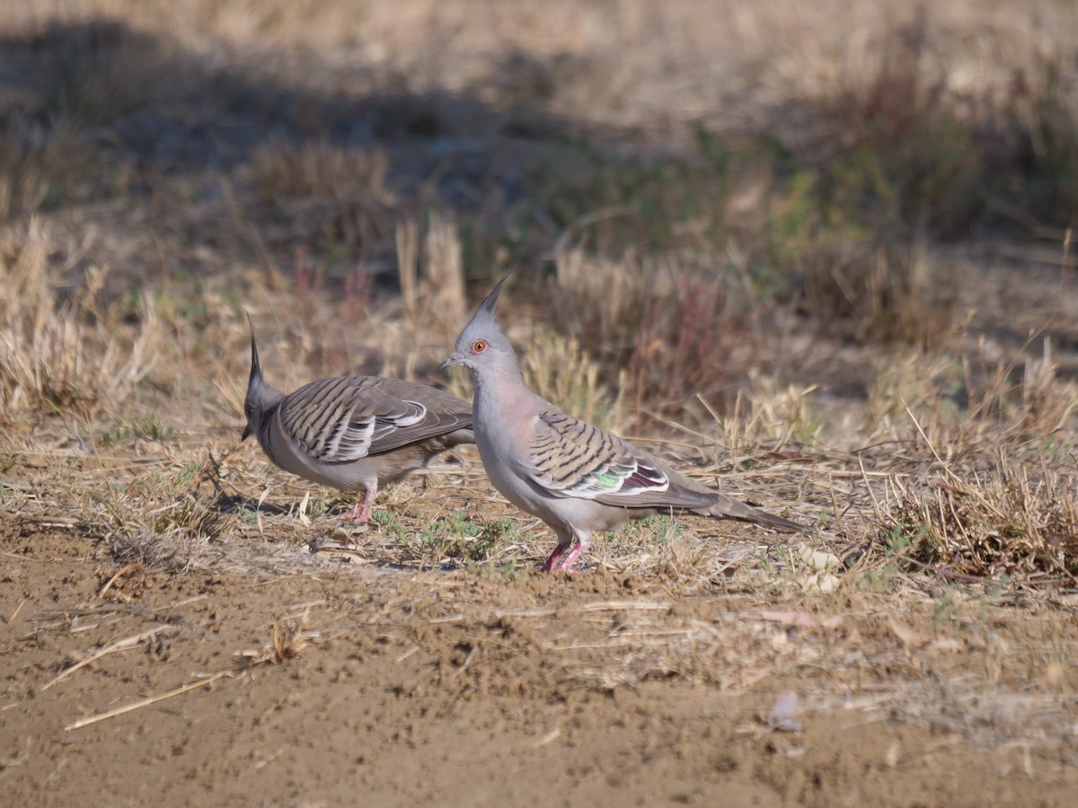 Crested Pigeon - ML610281445