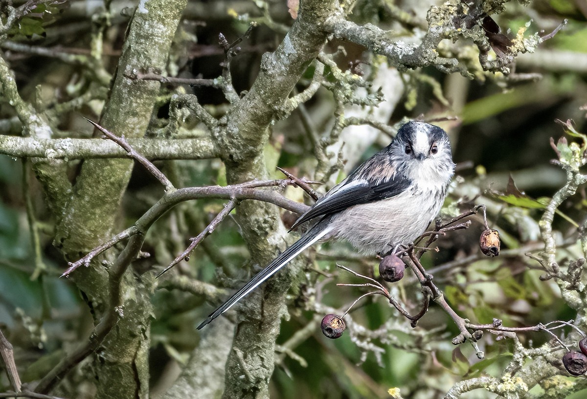 Long-tailed Tit - ML610281552