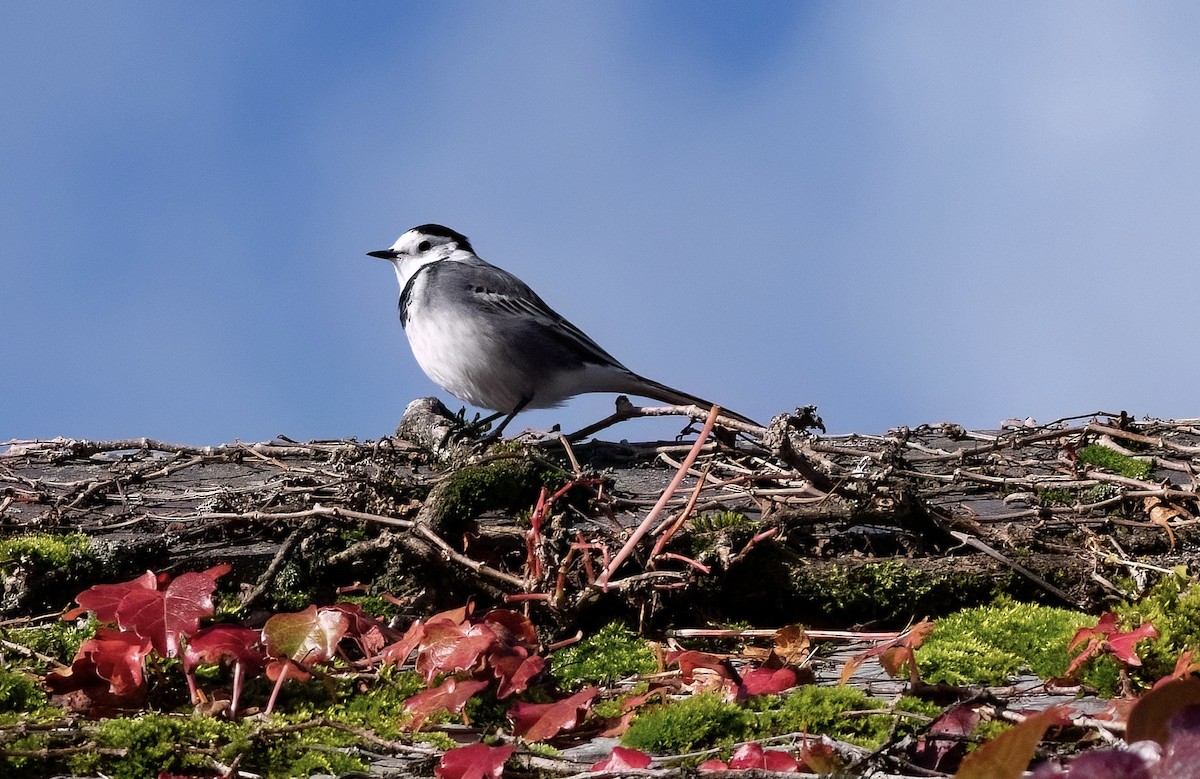 White Wagtail - ML610281570