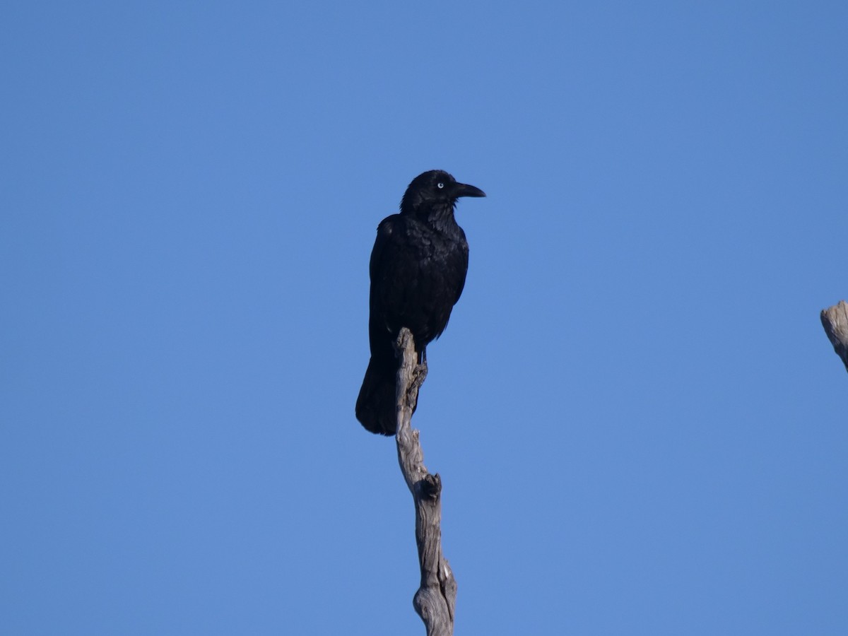 Australian Raven - ML610281594