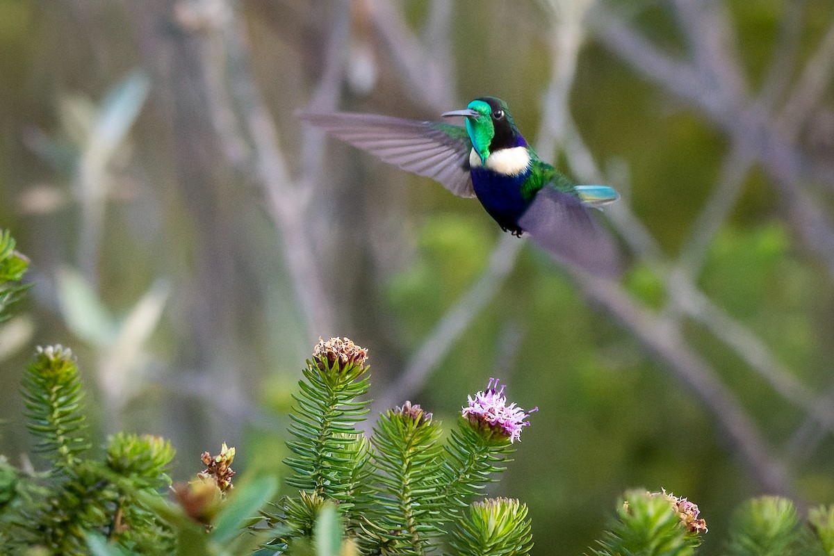 kolibřík čabrakový - ML610281658