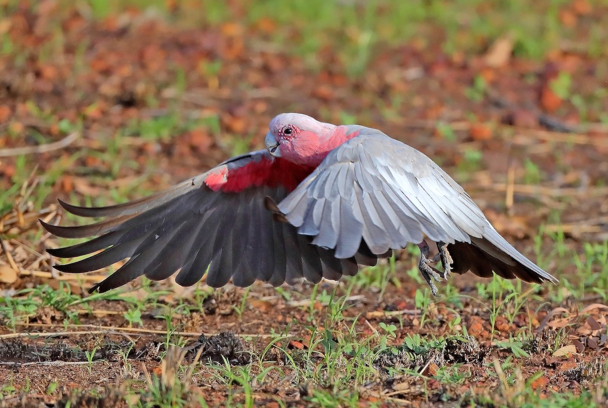 Galah - ML610281710