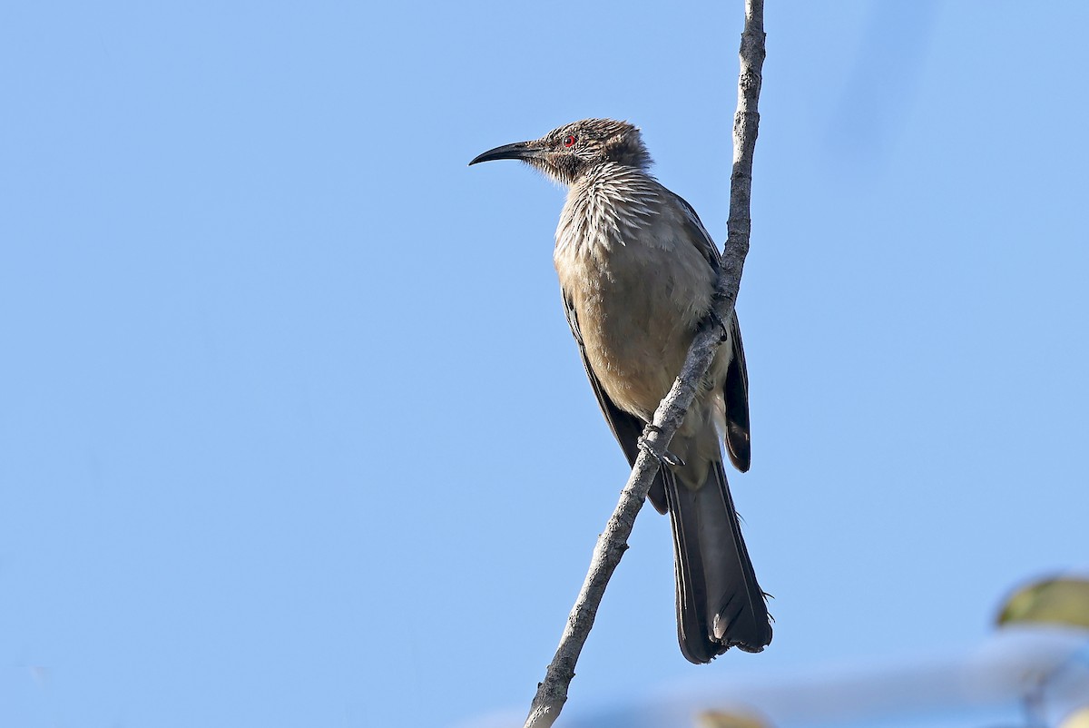 New Caledonian Friarbird - Phillip Edwards