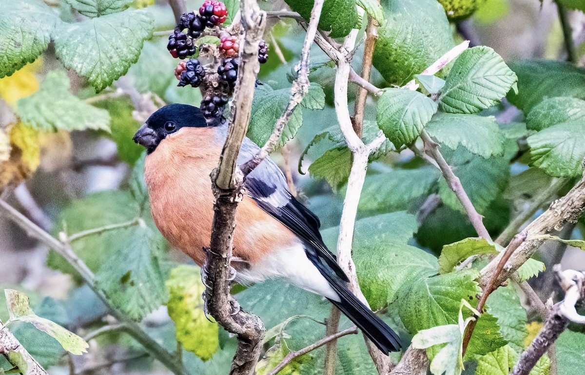 Eurasian Bullfinch - ML610281737