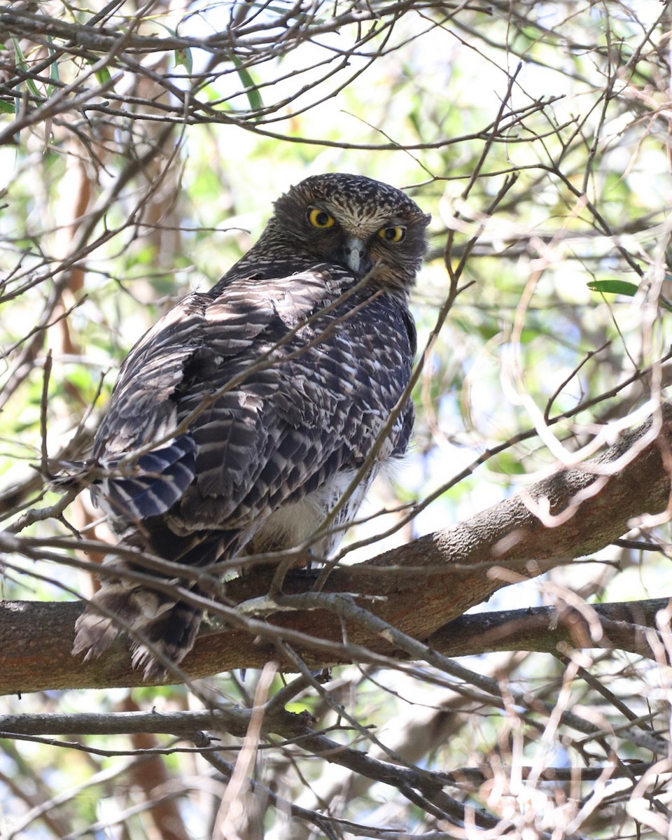 Powerful Owl - ML610281748