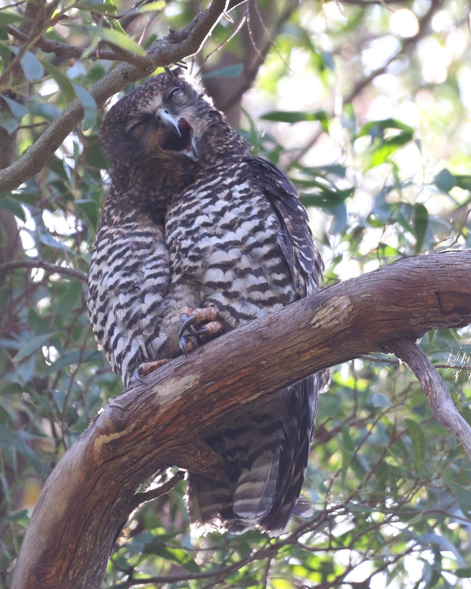 Powerful Owl - ML610281750