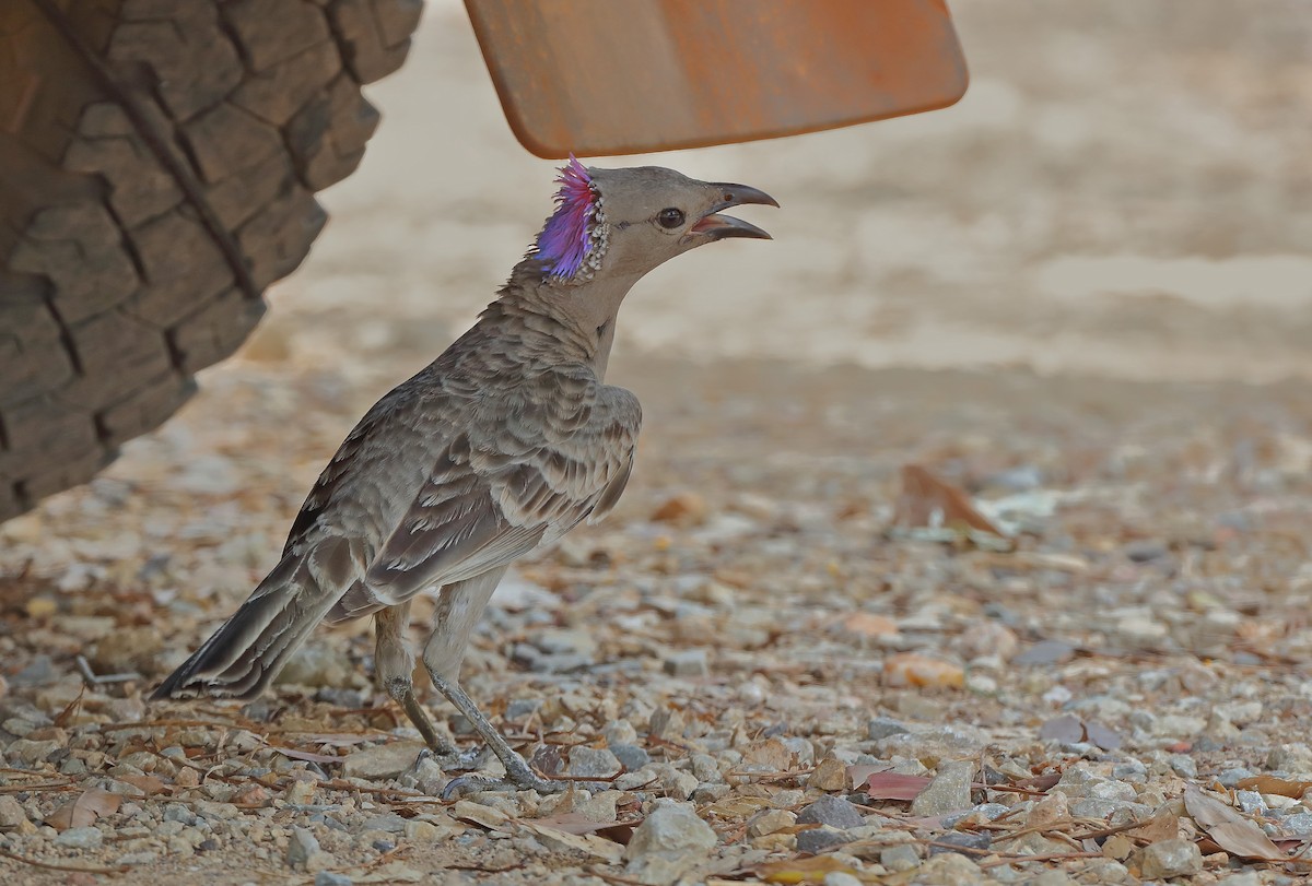 Great Bowerbird - ML610281784