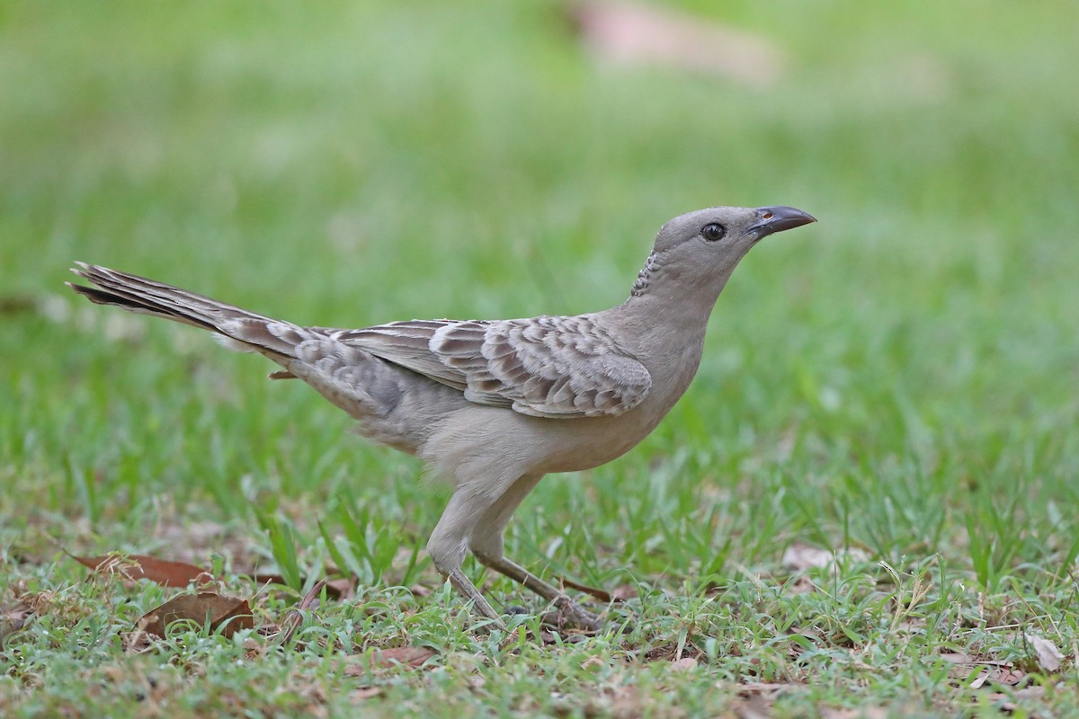 Great Bowerbird - ML610281785