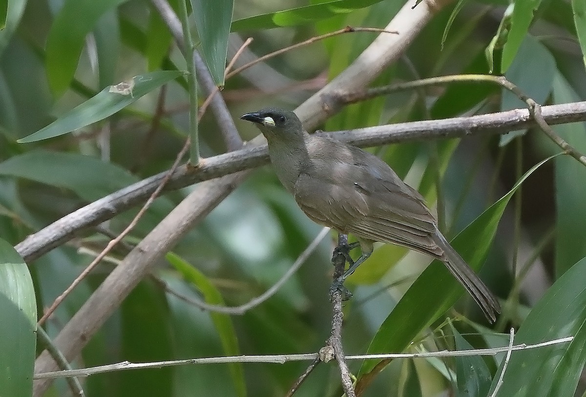 White-gaped Honeyeater - ML610281805