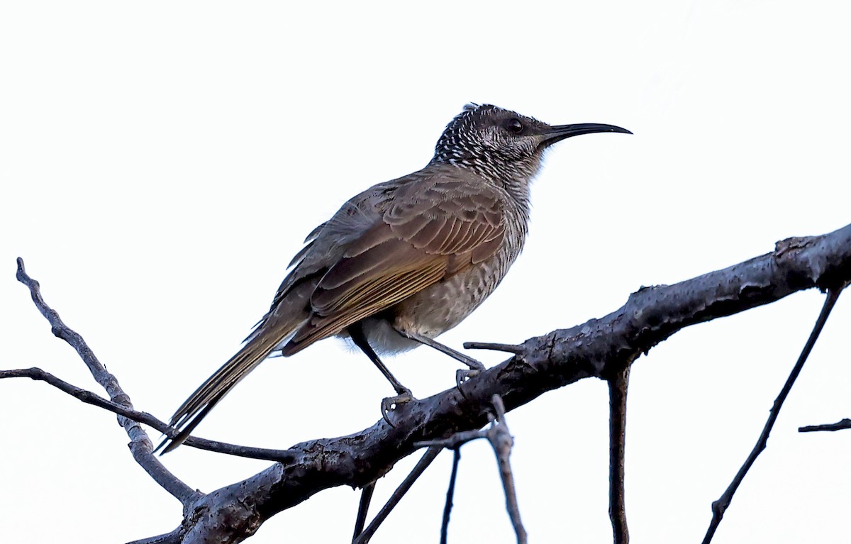 Barred Honeyeater - Phillip Edwards