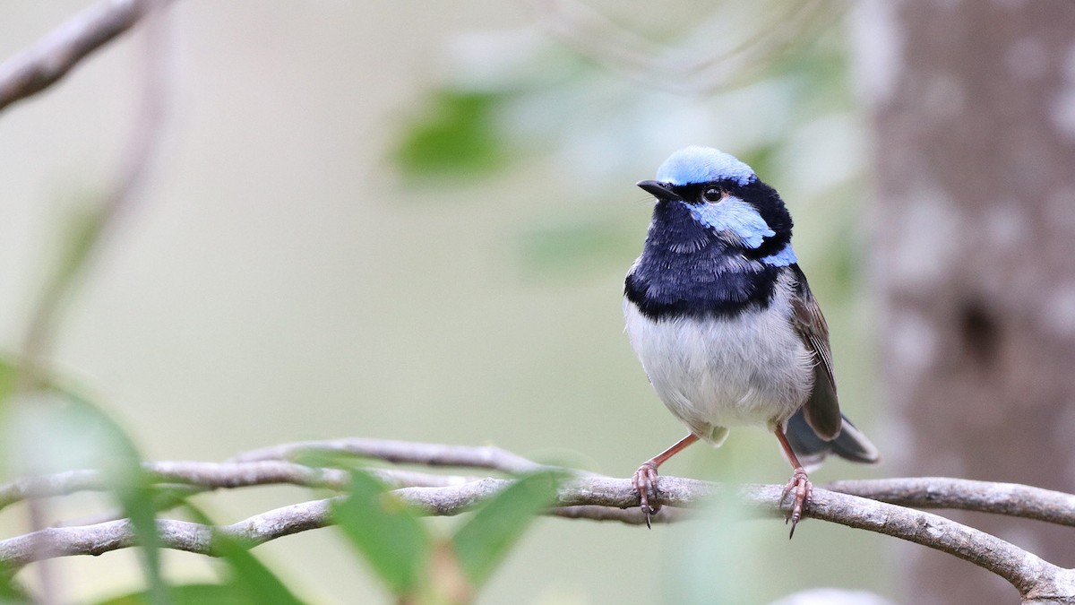 Superb Fairywren - ML610281870