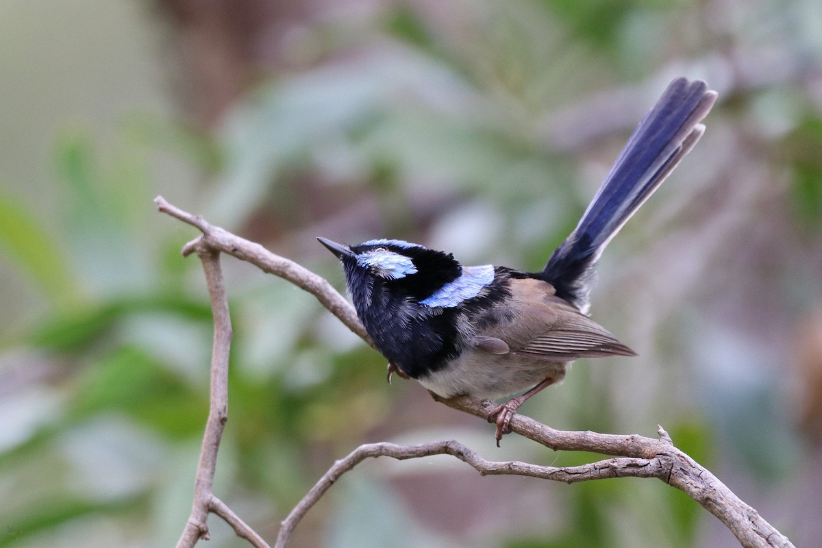 Superb Fairywren - ML610281872