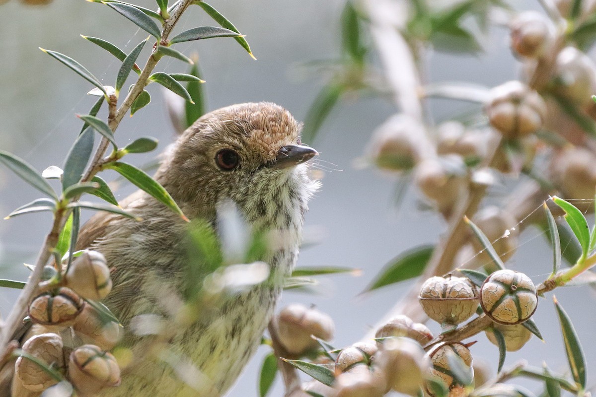 Brown Thornbill - ML610281879