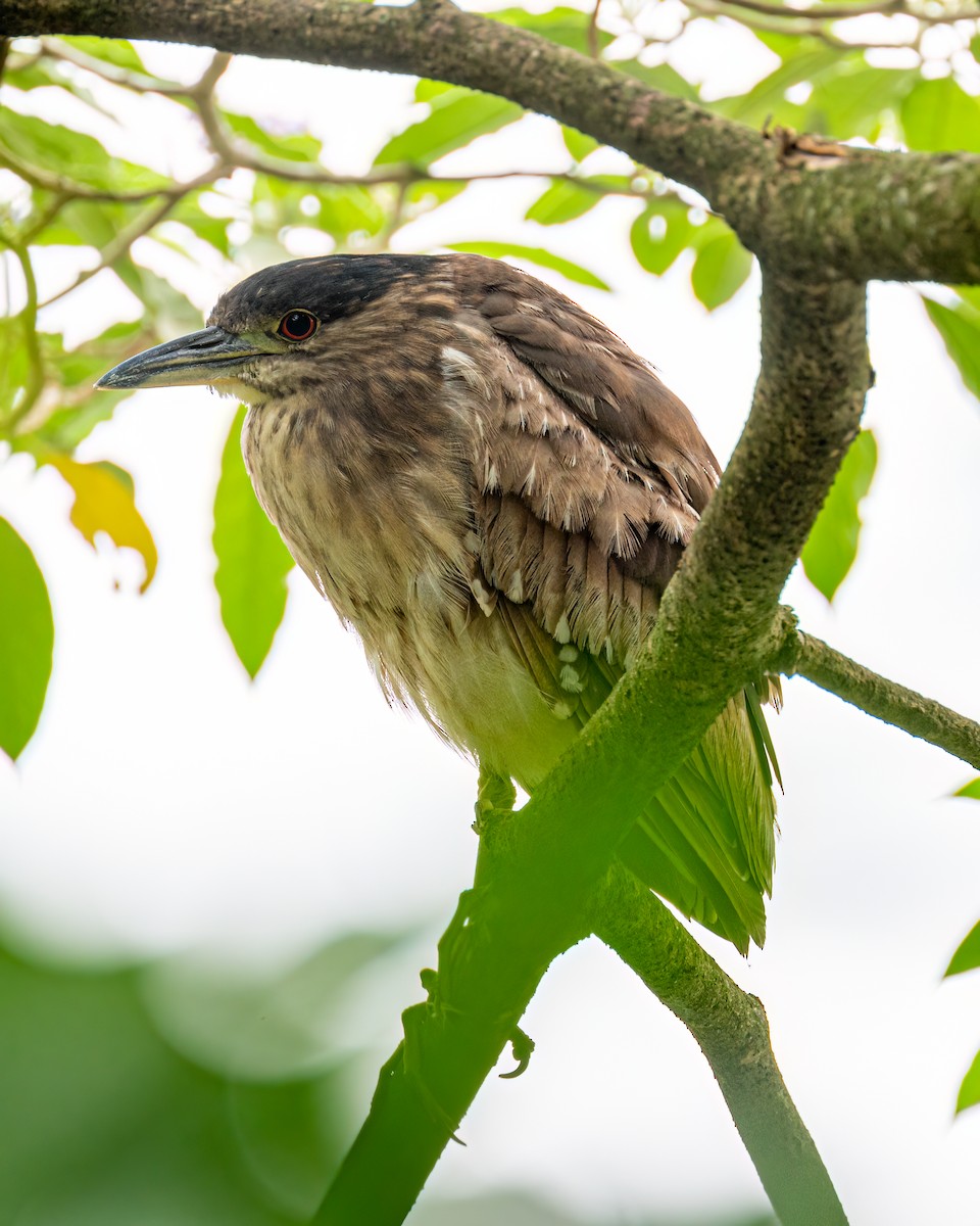 Black-crowned Night Heron - ML610281890