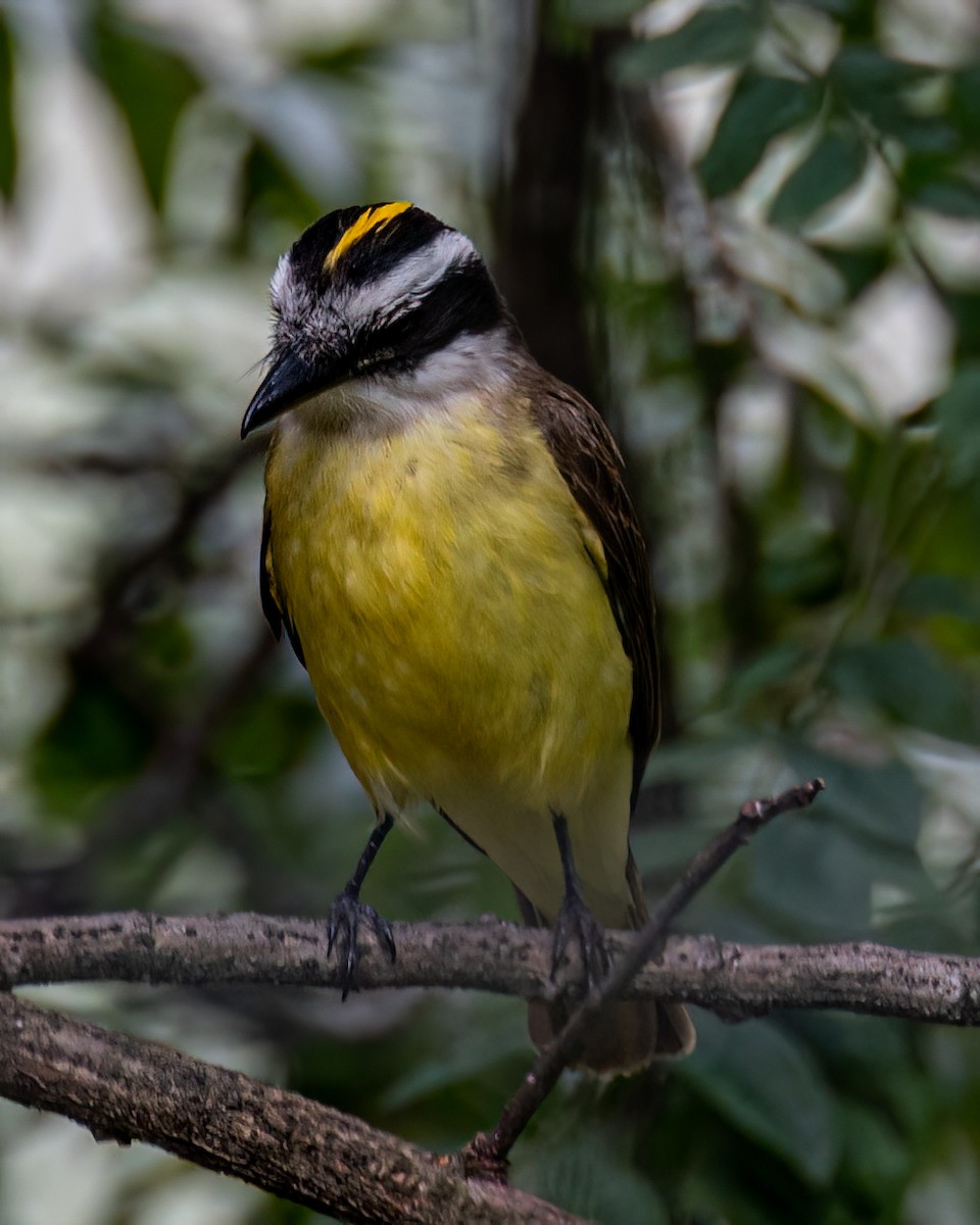 Great Kiskadee - ML610281931