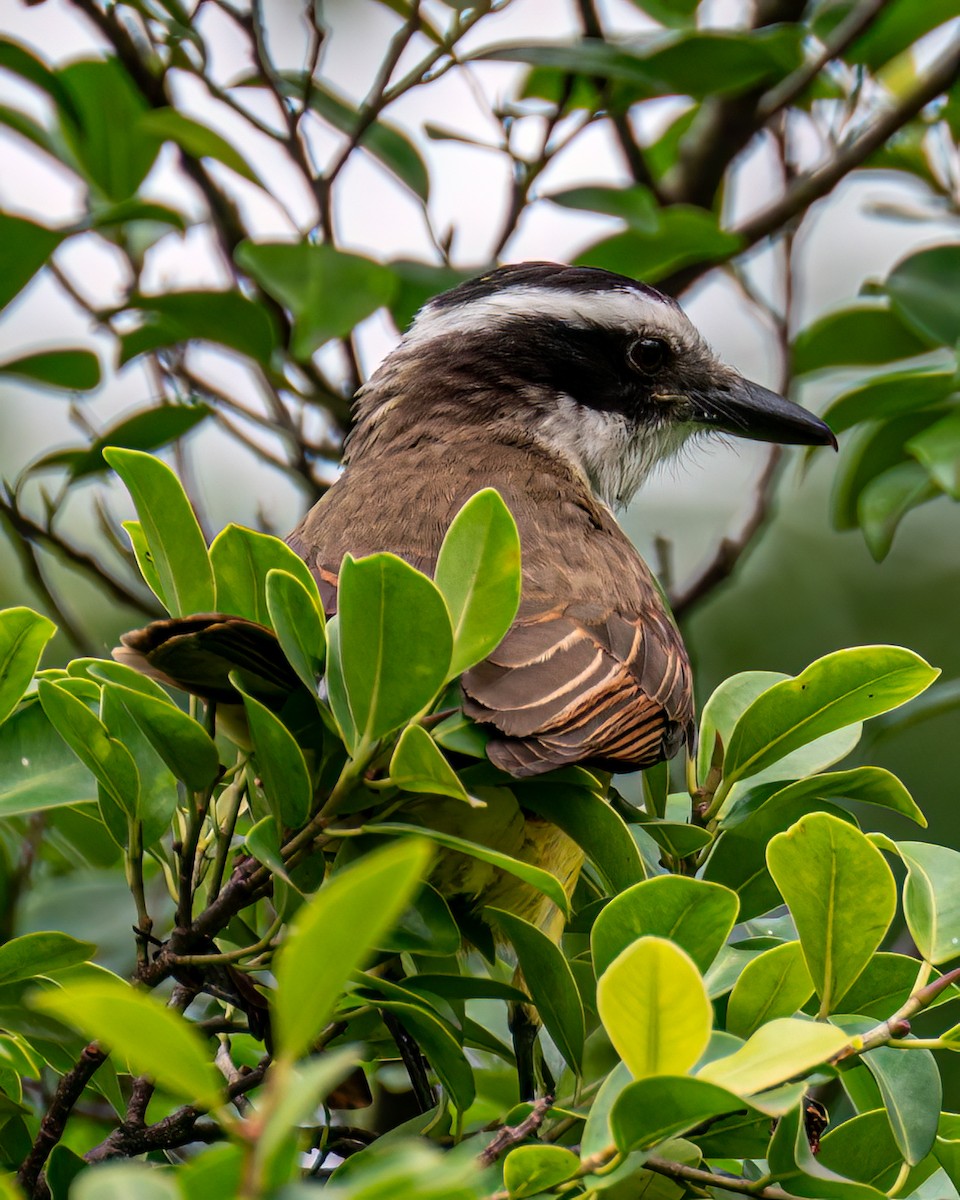 Great Kiskadee - ML610281945