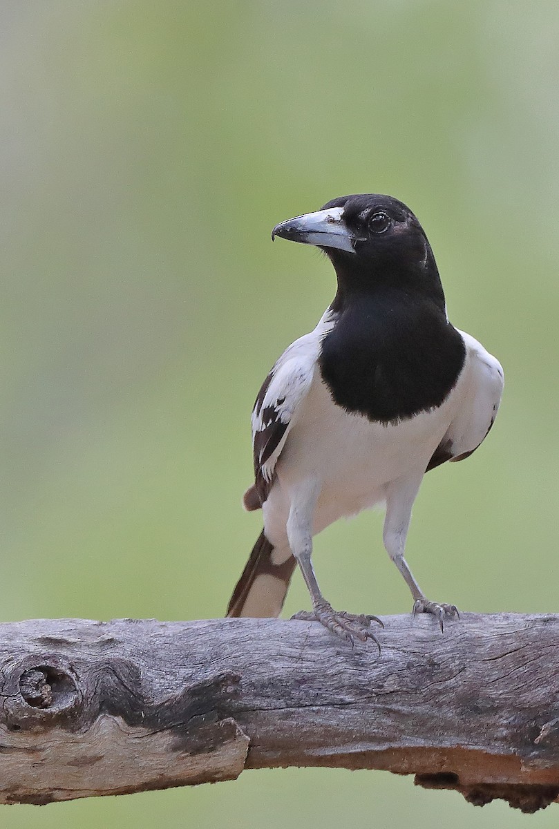 Silver-backed Butcherbird - ML610281986